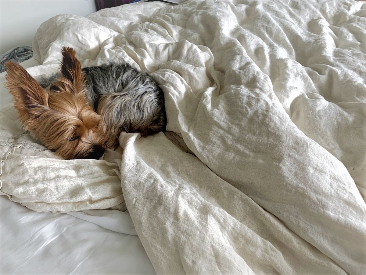 犬とアメリカ コネチカット州へお引越し 旅するヨーキー