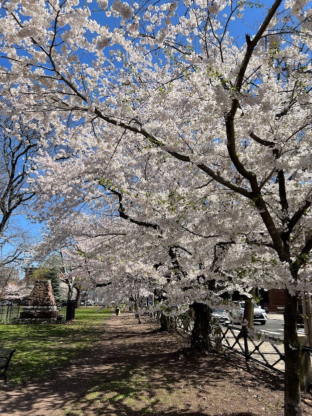 ニューヘイブン　桜