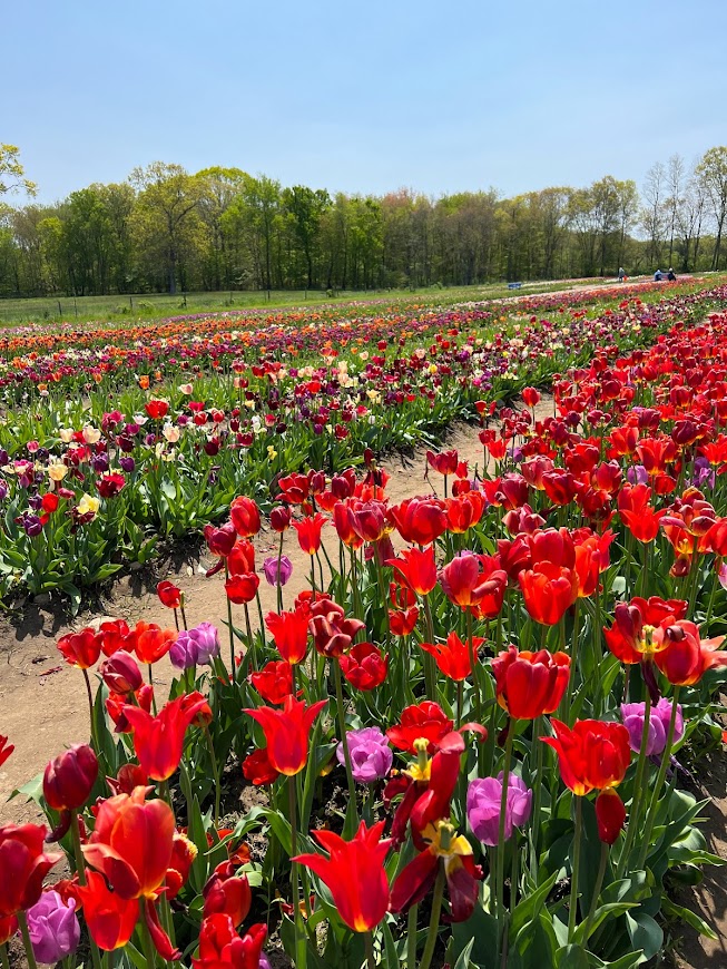 母の日のお祝いにも最適】アメリカのチューリップ畑でお花摘み - 旅