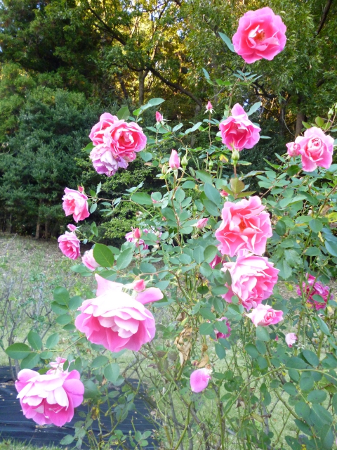野津田公園の秋のバラ ケアフリーワンダー