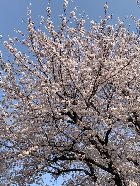 松が枝公園の桜2