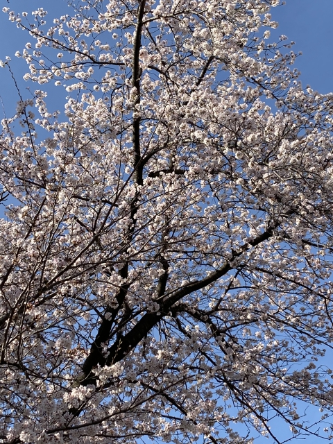 新石川公園の桜2