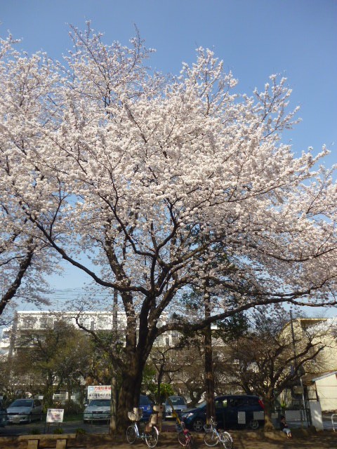 松が枝公園の桜
