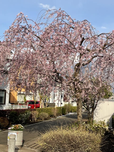 相模が丘仲よし小道 さくら百華の道の桜 紅枝垂