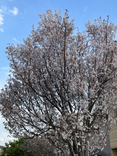 相模が丘仲よし小道 さくら百華の道の桜 小彼岸