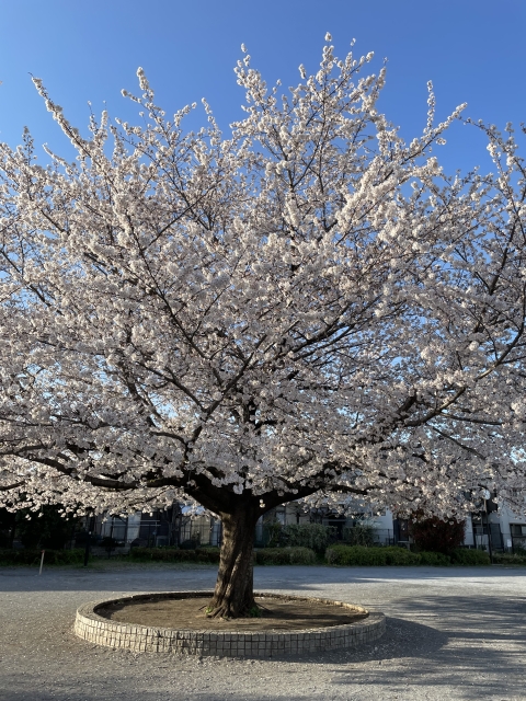 南台公園の桜