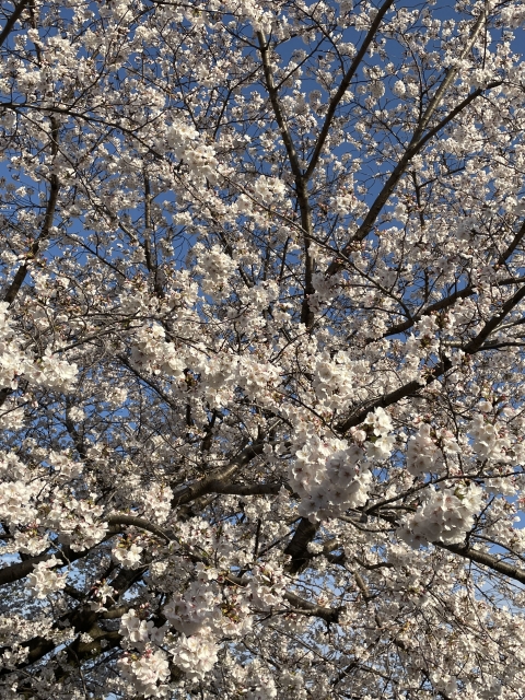 南台公園の桜2