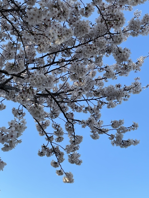 南台公園の桜3