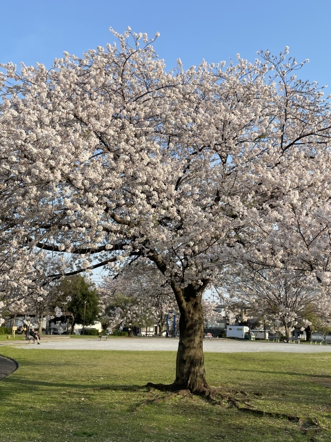 町田市立原町田青空ひろばの桜