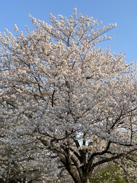 町田市立原町田青空ひろばの桜2