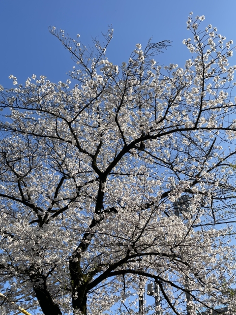 渋谷区立代々木大山公園の桜2
