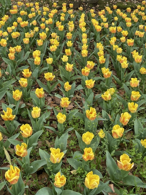 横浜公園のチューリップ黄色