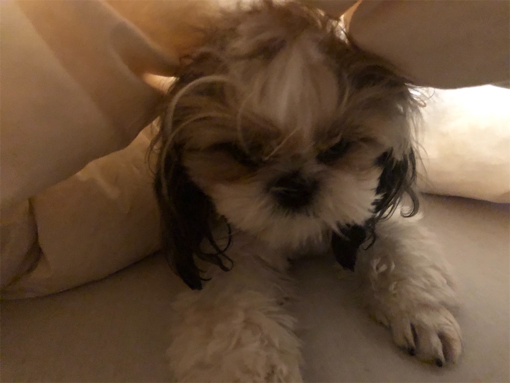 朝から不機嫌な犬 シーズー犬 ラテのパリ生活