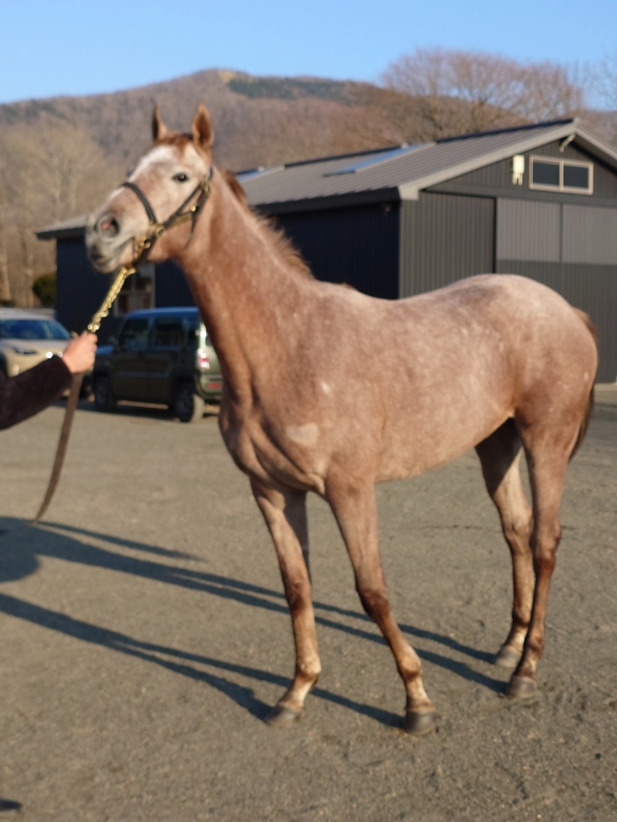 251127北海道見学ツアー速報9 - 馬主競馬ゼンブノセ