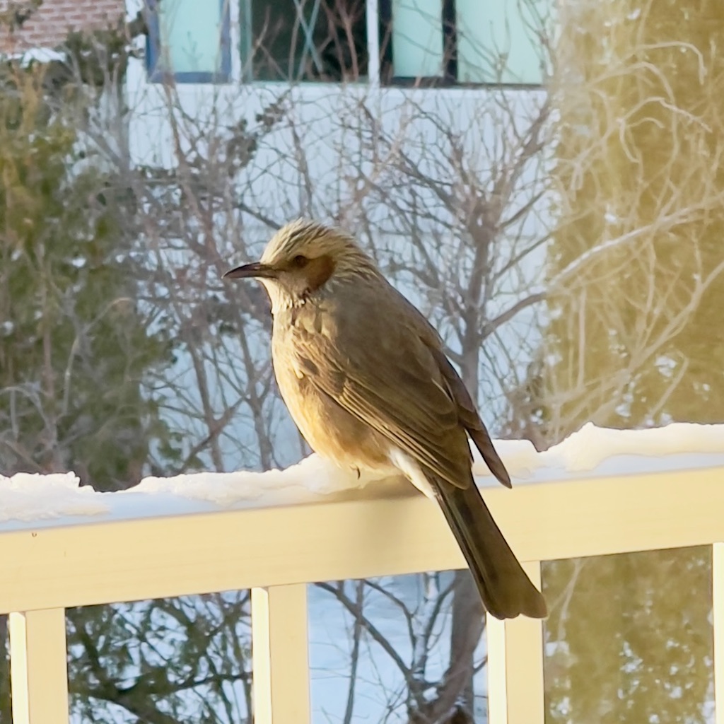 f:id:lavechamo:20231219083435j:image