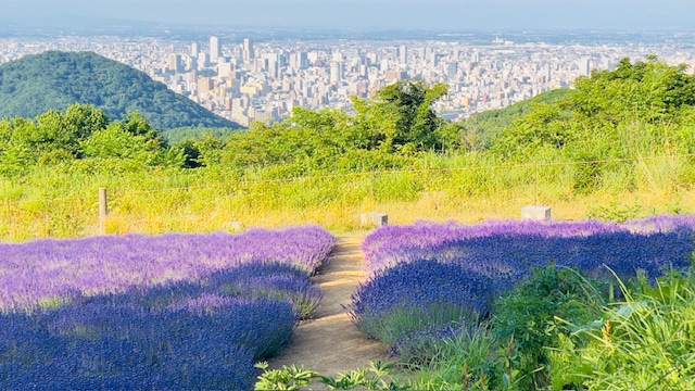 幌見峠ラベンダー園と札幌市街の絶景
