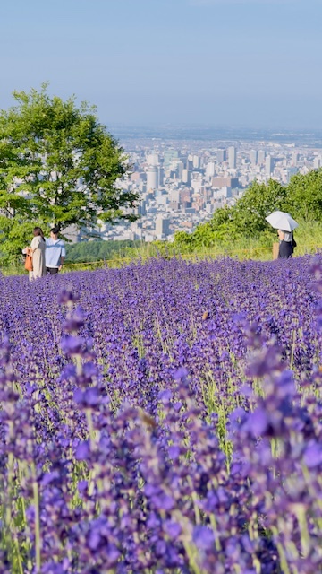 幌見峠ラベンダー園と札幌市街の絶景