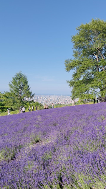 幌見峠ラベンダー園と札幌市街の絶景