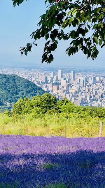 幌見峠ラベンダー園と札幌市街の絶景
