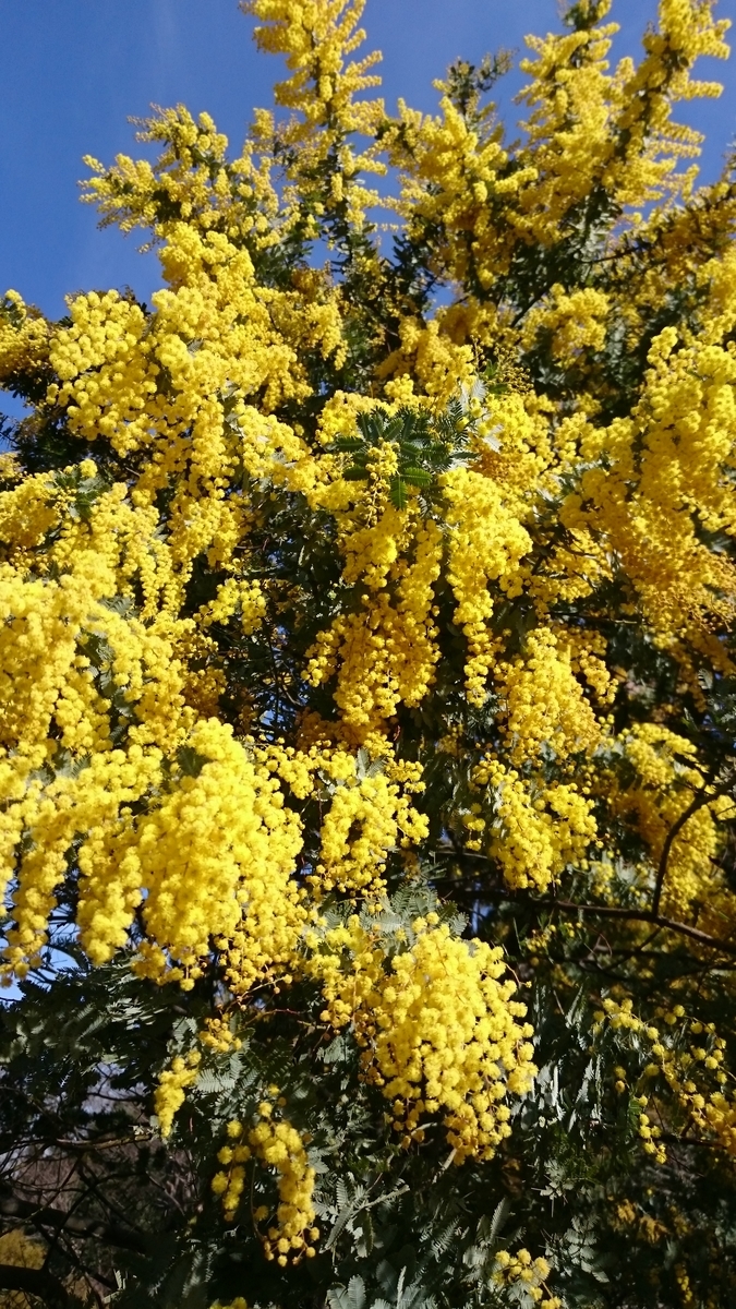 f:id:lavender38:20190704152321j:plain