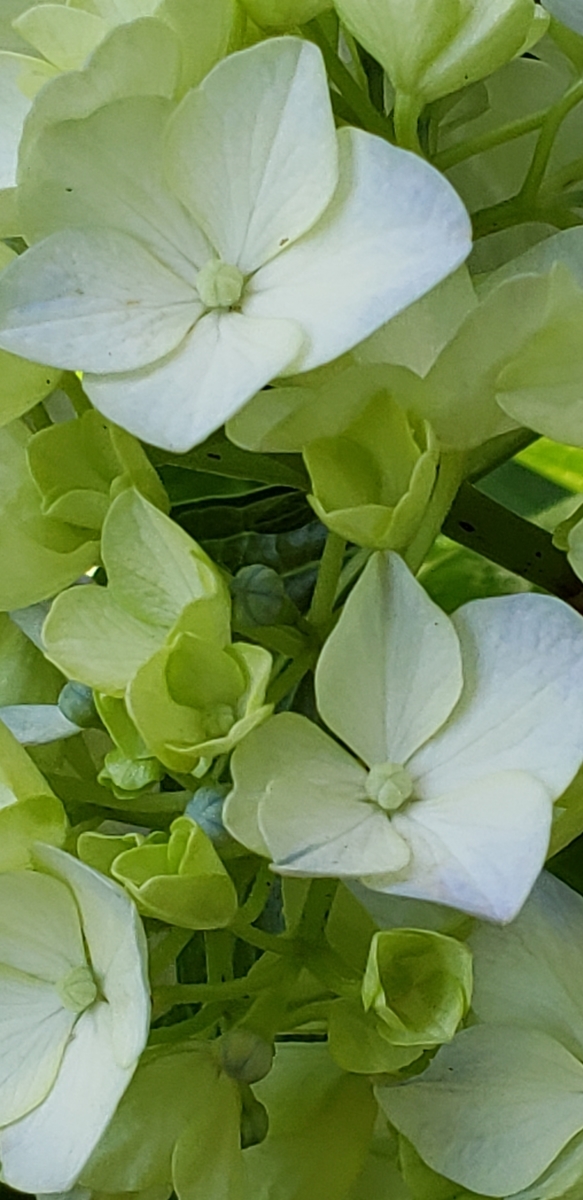 f:id:lavender38:20190725113015j:plain