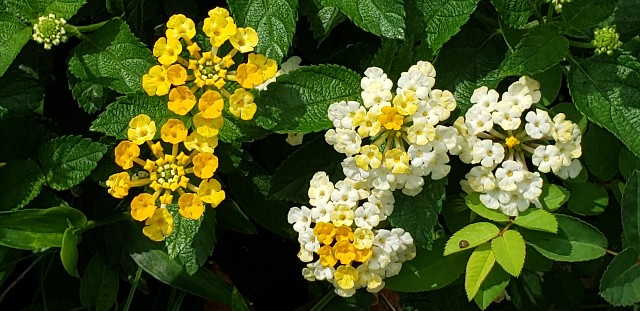 f:id:lavender38:20190911114132j:image f:id:lavender38:20190911114132j:image