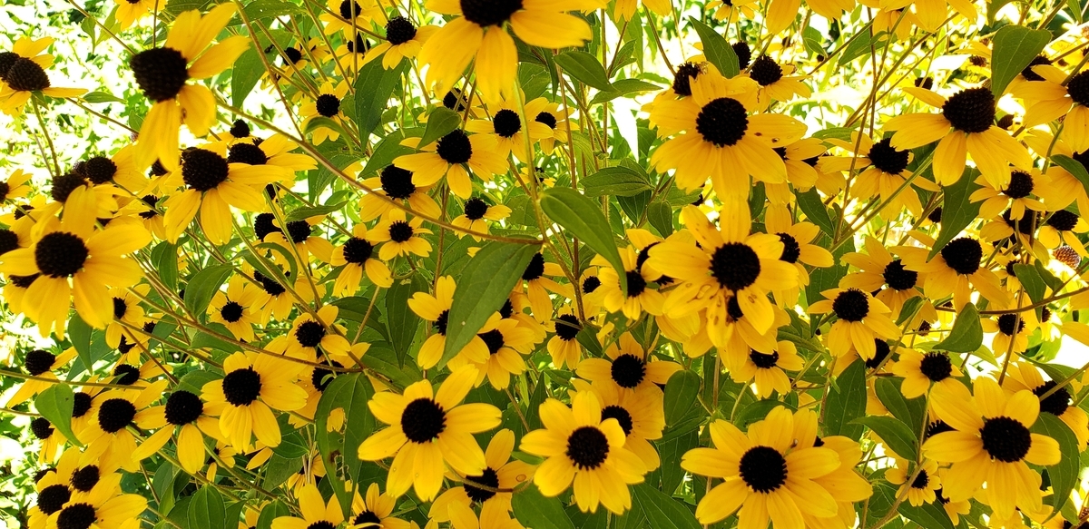 f:id:lavender38:20190920101829j:plain