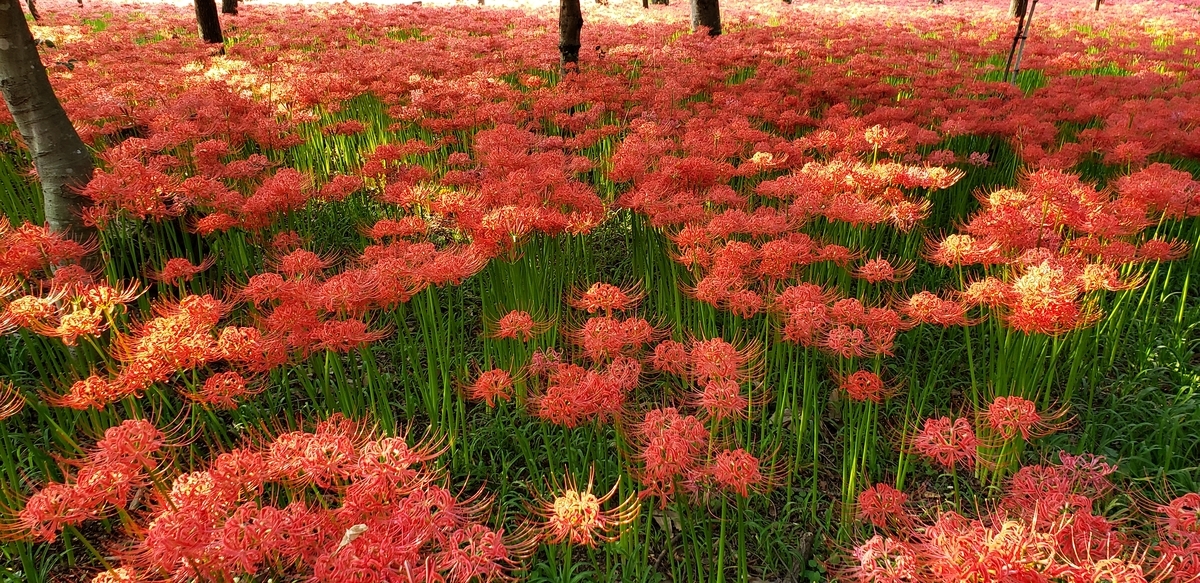 f:id:lavender38:20191003104752j:plain