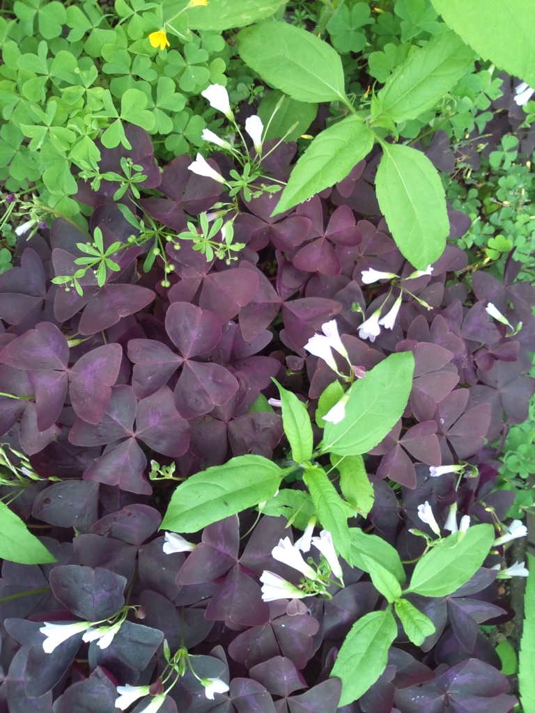 f:id:lavenderroom0318:20160426162003j:plain f:id:lavenderroom0318:20160426162003j:plain