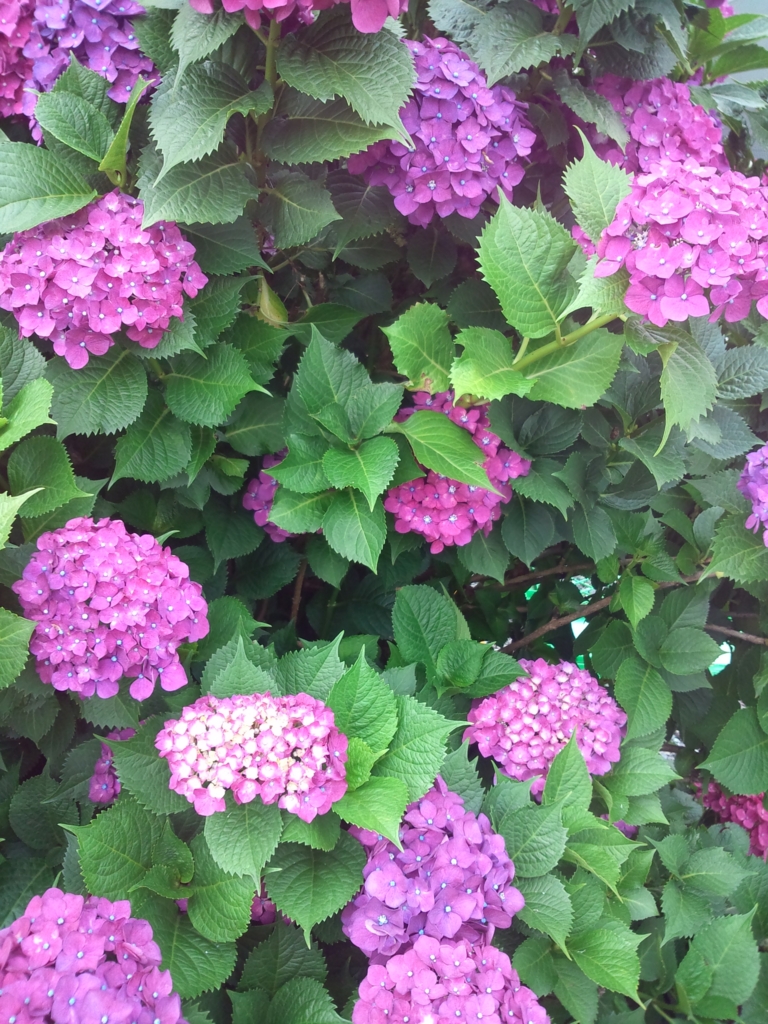 f:id:lavenderroom0318:20160612142801j:plain f:id:lavenderroom0318:20160612142801j:plain