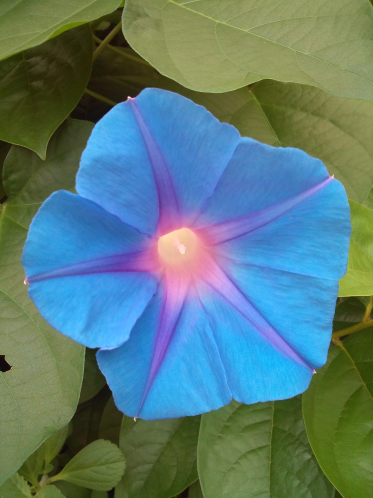 f:id:lavenderroom0318:20160618094858j:plain f:id:lavenderroom0318:20160618094858j:plain