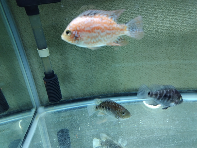 ★☆【Navis】フラワーホーン 24☆★ 7⁄24入荷情報！かなり綺麗なフラワーホーンが2個体入荷しています！