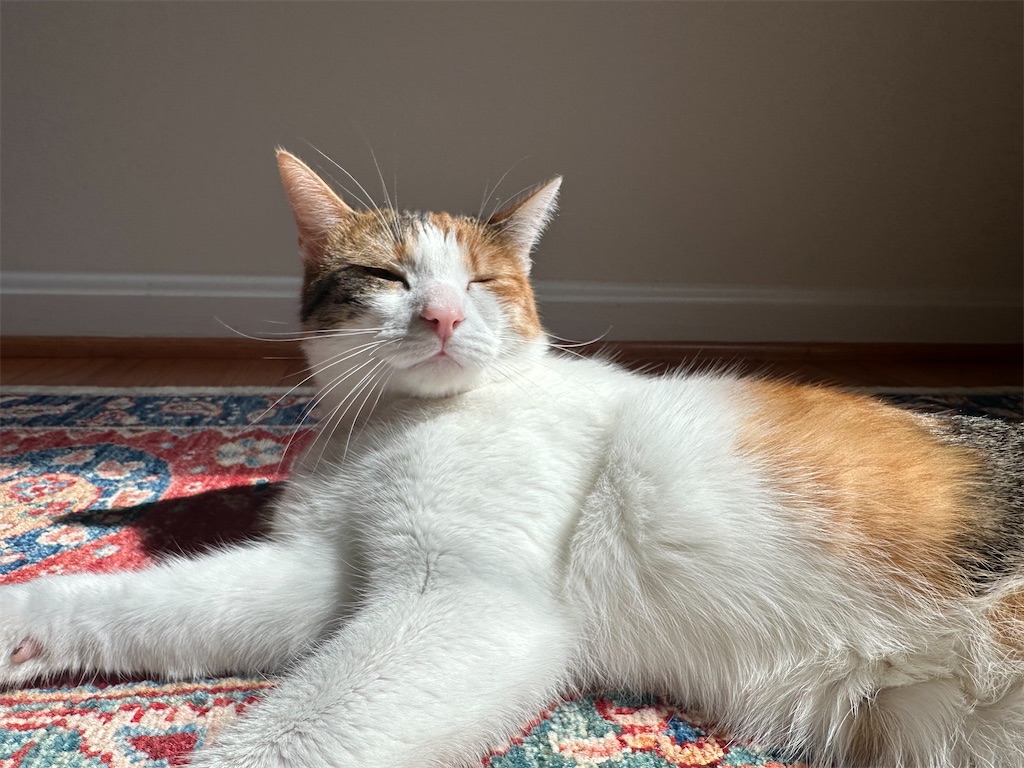 f:id:lavinla:20251004024950j:image