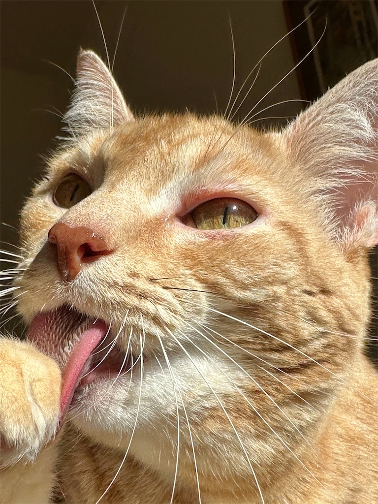 f:id:lavinla:20251203201342j:image