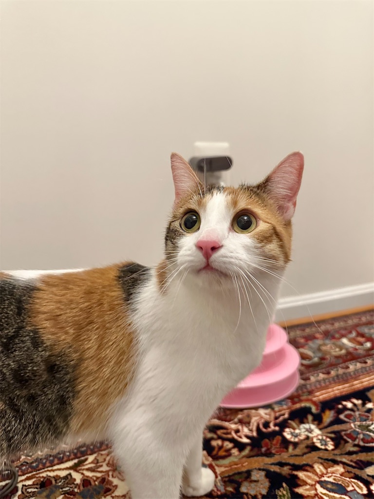 f:id:lavinla:20251213055232j:image