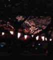 上野夜桜