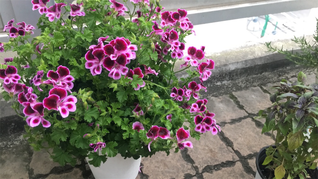 f:id:lawaveback91:20190609020838j:image
