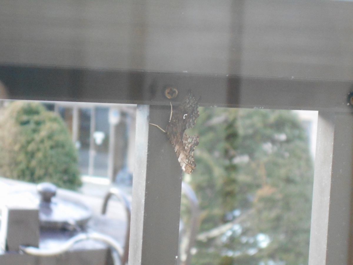 f:id:lawming:20201117202500j:plain