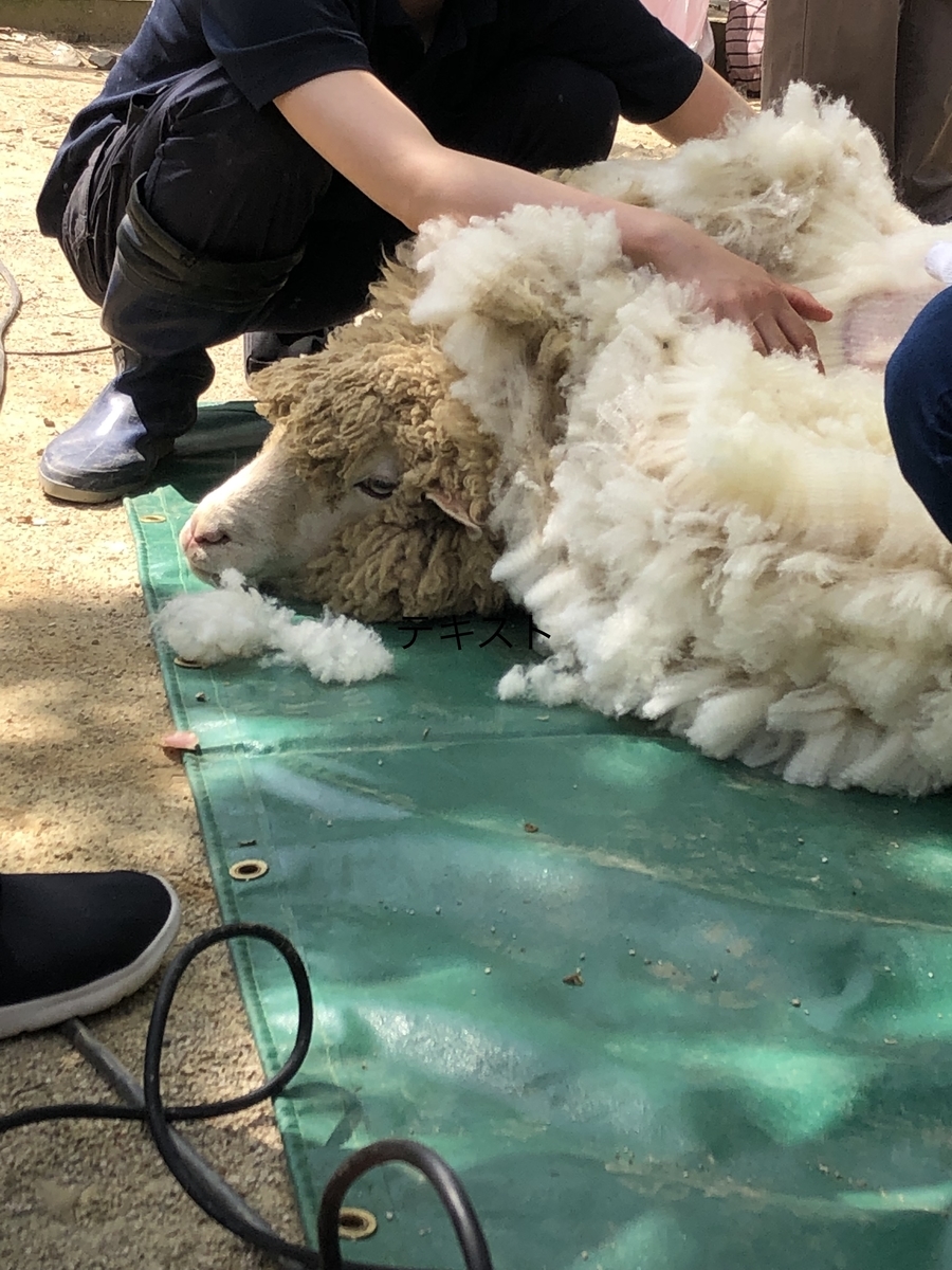 五月山動物園の羊さん Musubujikan
