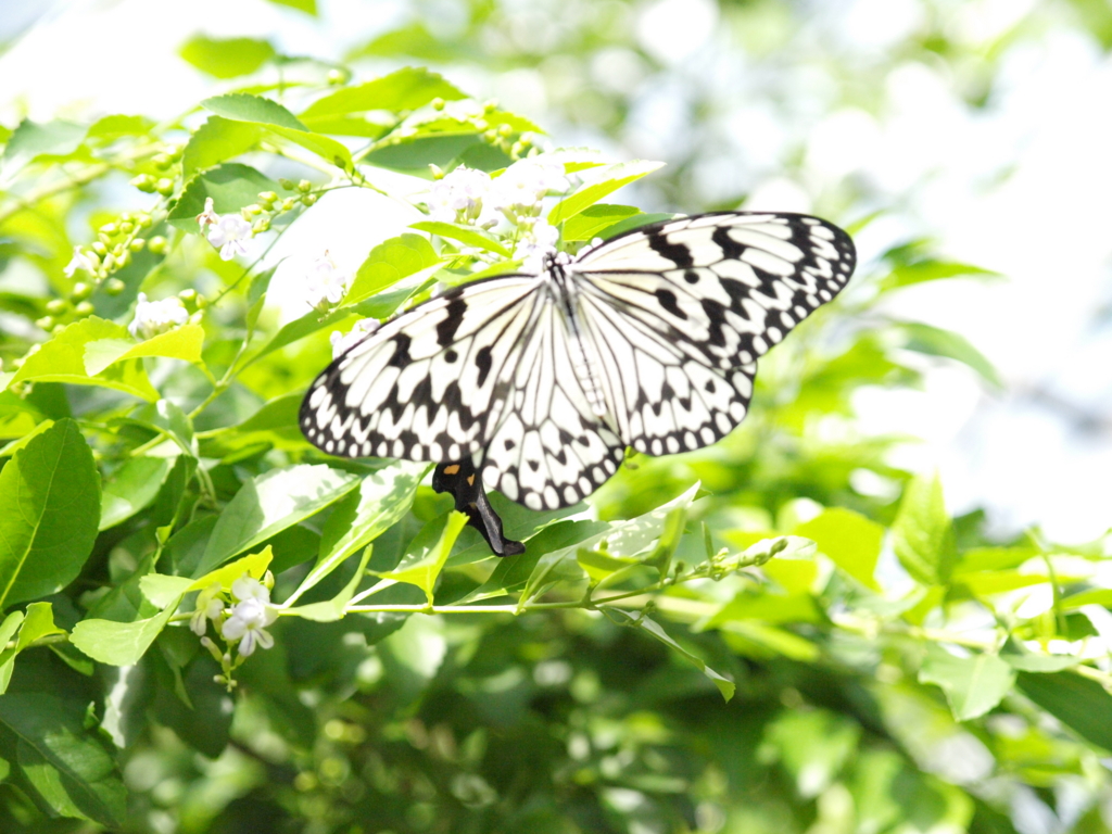 f:id:lazy-planet:20150923102541j:plain