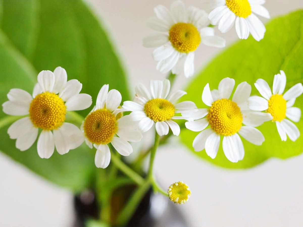 f:id:lazy-planet:20190307153004j:plain