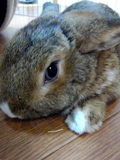 f:id:lea2usagi:20200312174218j:image f:id:lea2usagi:20200312174218j:image