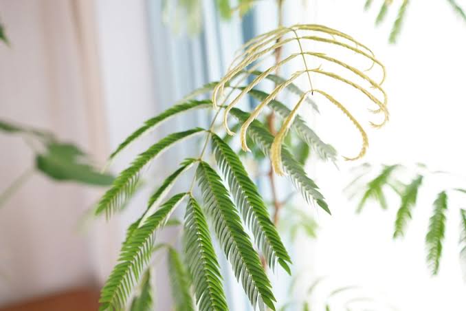 エバーフレッシュ 昼と夜で姿が変わる興味深い植物 植物の探索人