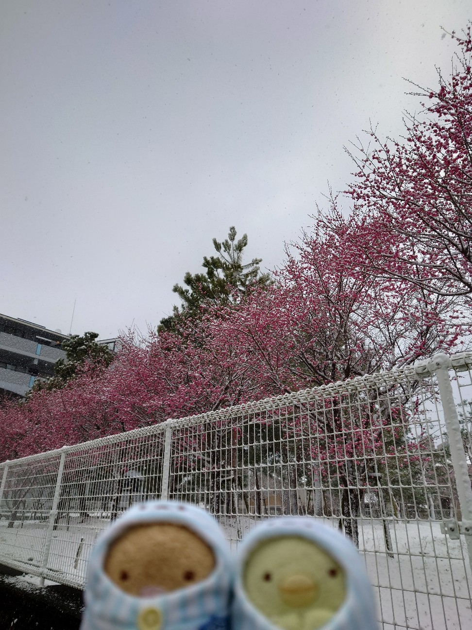 f:id:leak1710021:20260208083941j:image