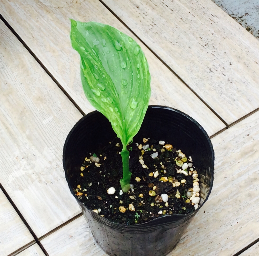 f:id:leanani:20160813040709j:plain