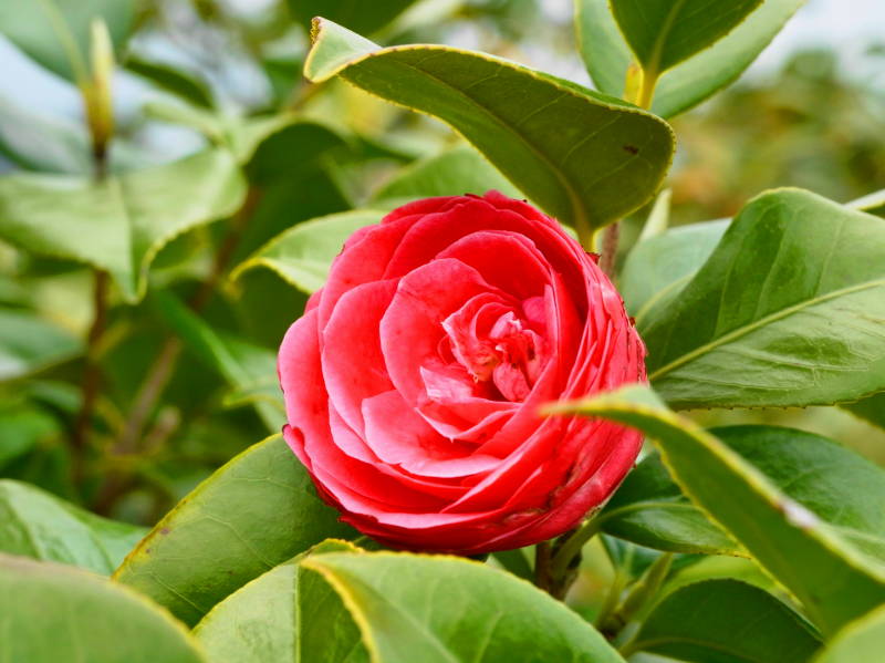 f:id:lebel:20200422142522j:plain f:id:lebel:20200422142522j:plain