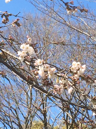 f:id:lecielblewjulia:20160321150440j:image f:id:lecielblewjulia:20160321150440j:image