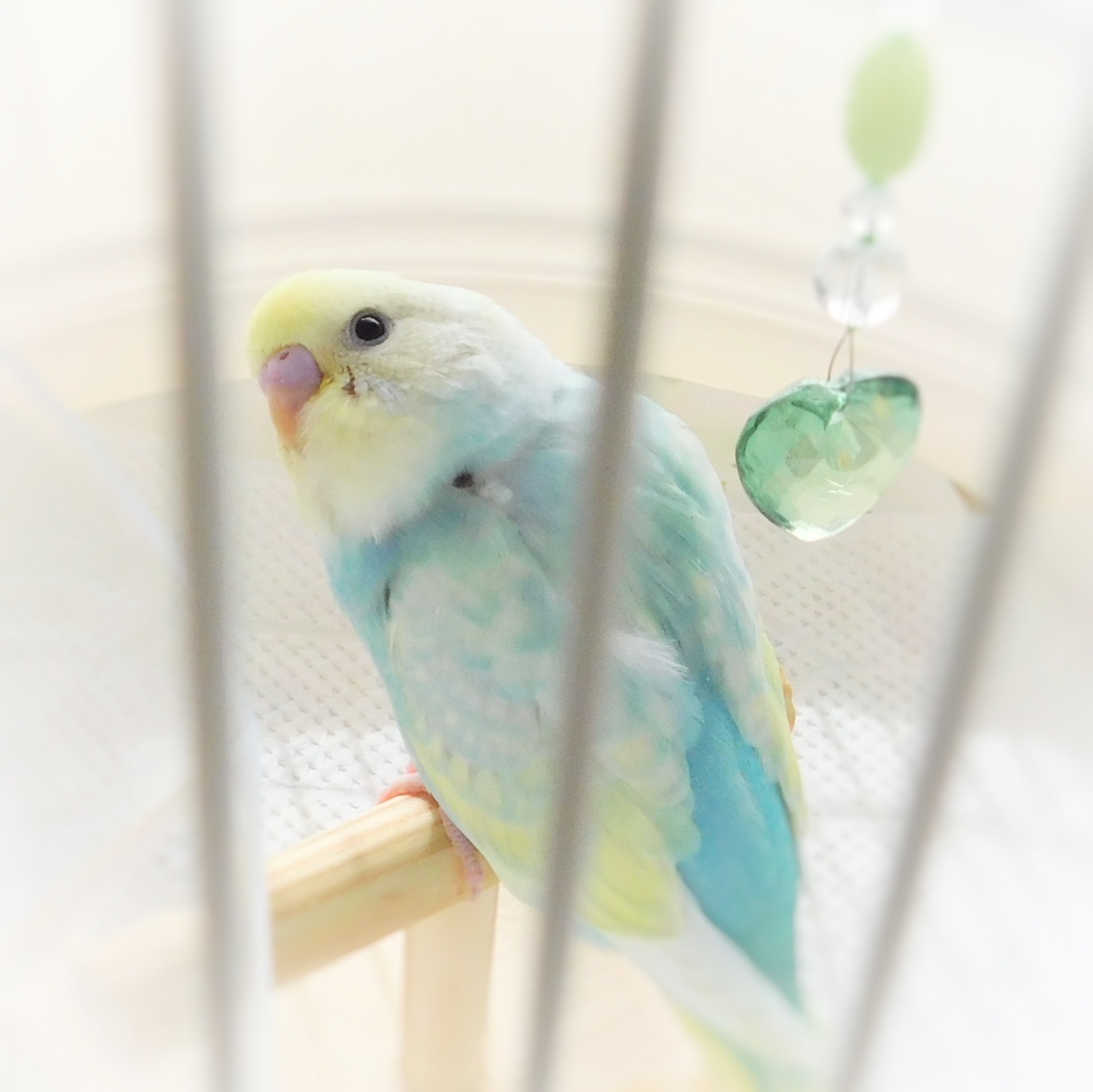 セキセイインコのルクの健康管理 毎日の体重と様子 R U K U C A F E