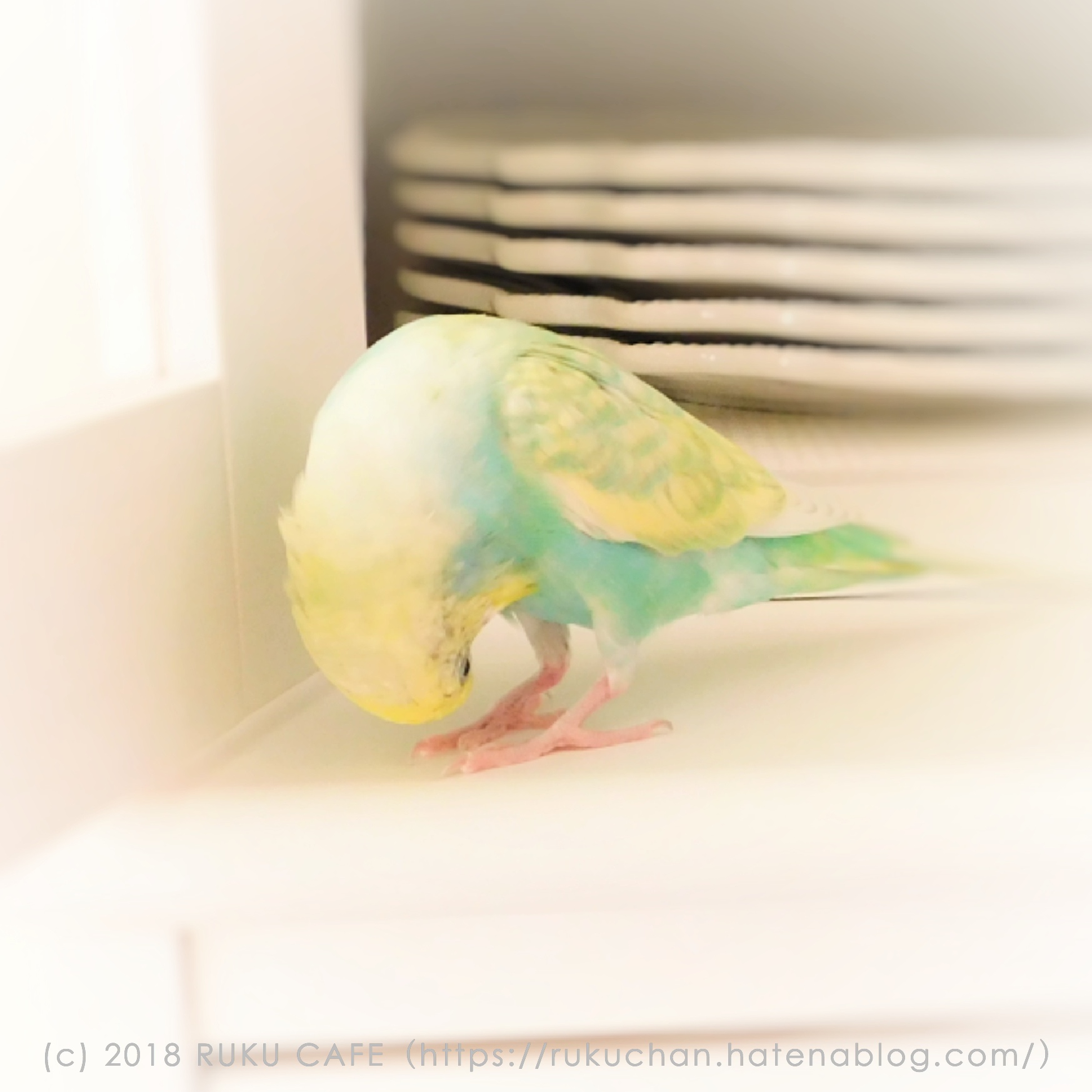 インコ 噛む セキセイ