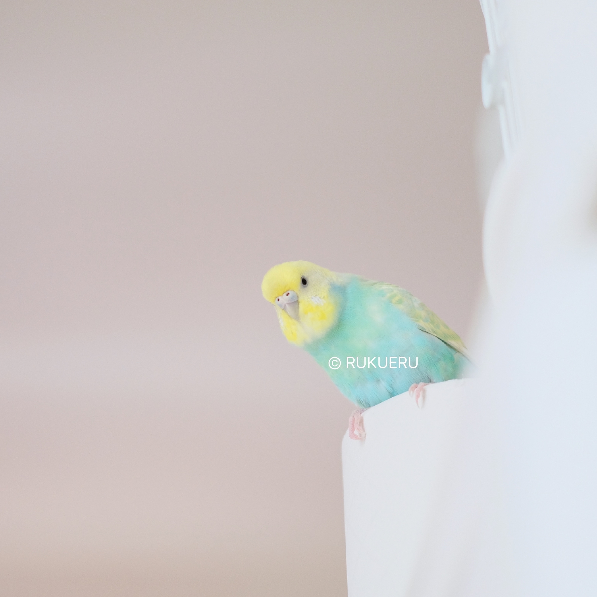 ケージに戻らないインコが自分から戻るようになる方法 - ルクエル